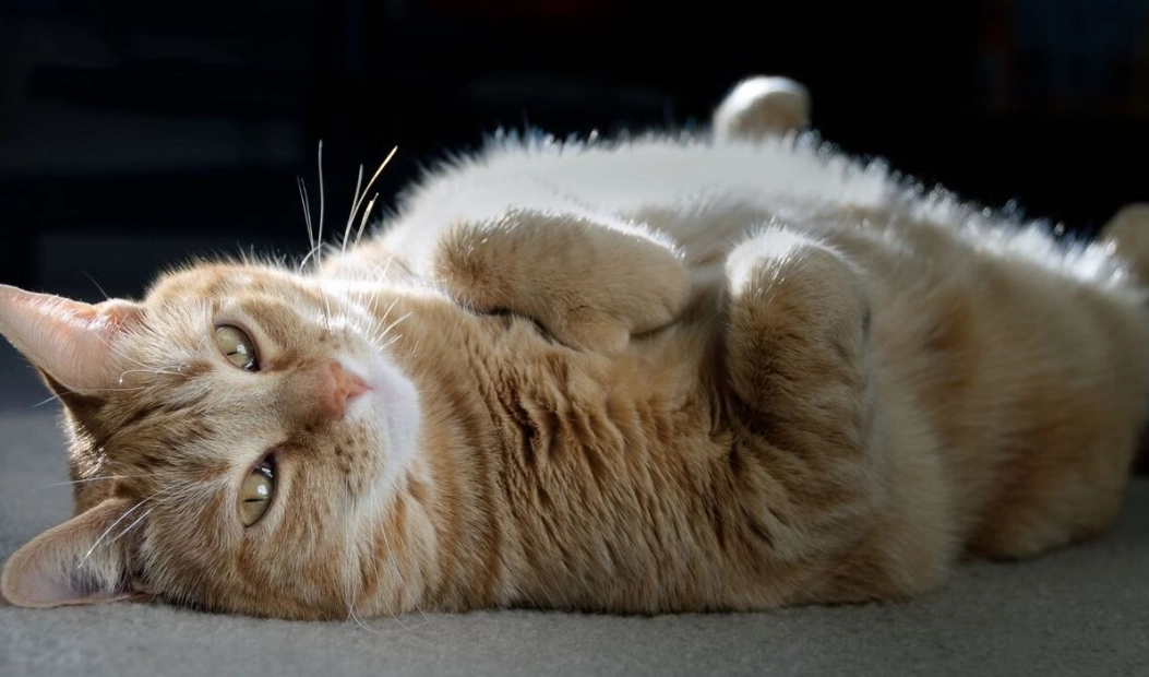 貓咪懷孕週期全解析：從交配到生產的完整指南