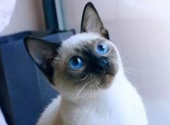 暹羅貓性格問題