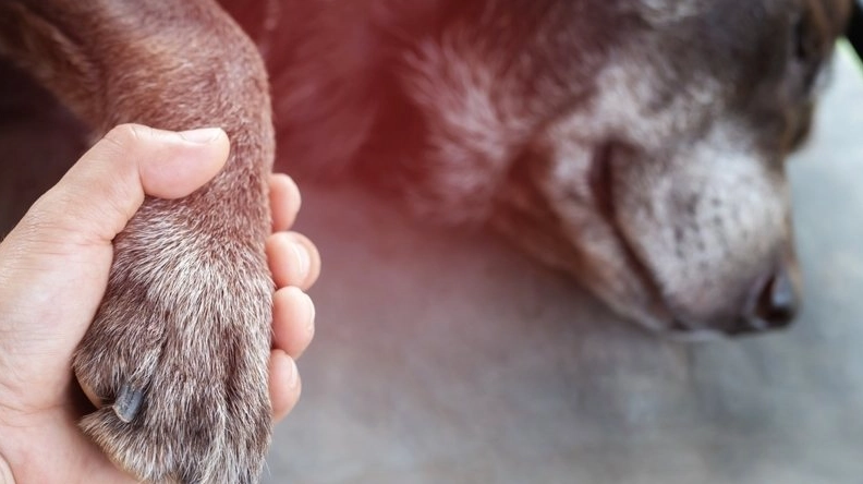 狗死前症狀 狗死前症狀