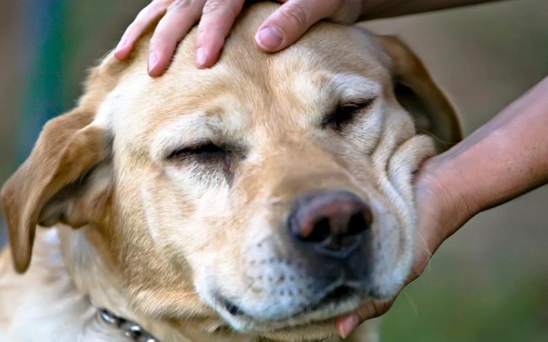 狗乾眼症凝膠全攻略：如何挑選、正確使用與常見誤區解析