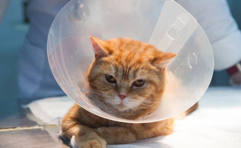 結紮優缺點 結紮優缺點