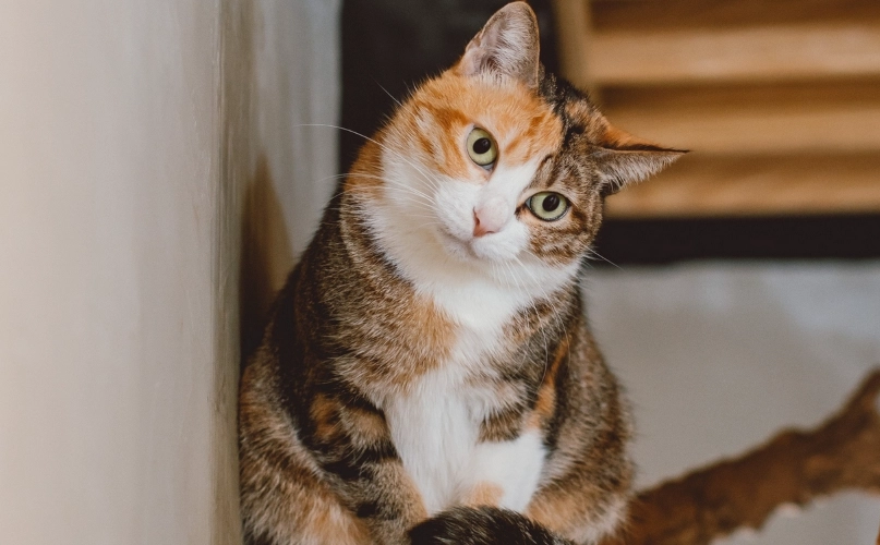 貓腎衰竭臨終照護指南：如何陪伴愛貓走完最後一程