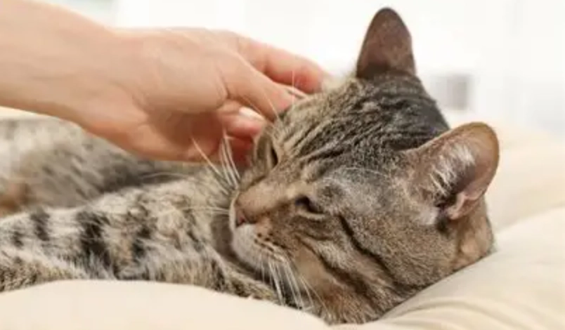 貓 黴漿菌 症狀