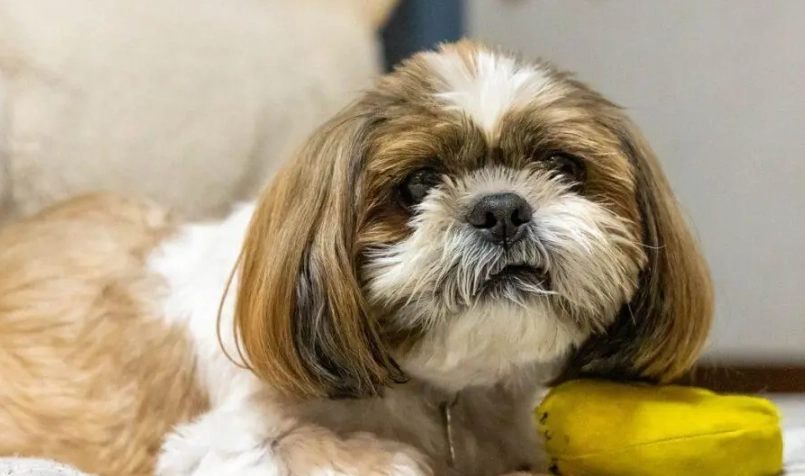 小型犬年齡換算