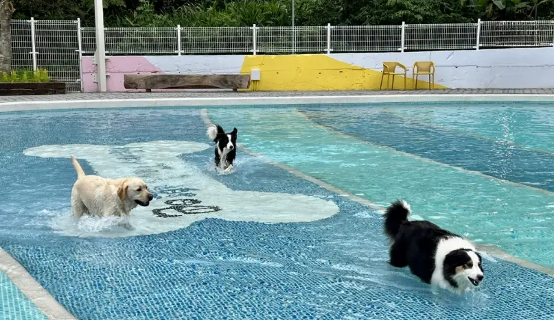 帶寵物旅遊 帶寵物旅遊