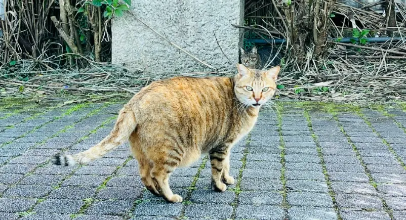 貓懷孕徵兆 貓懷孕徵兆