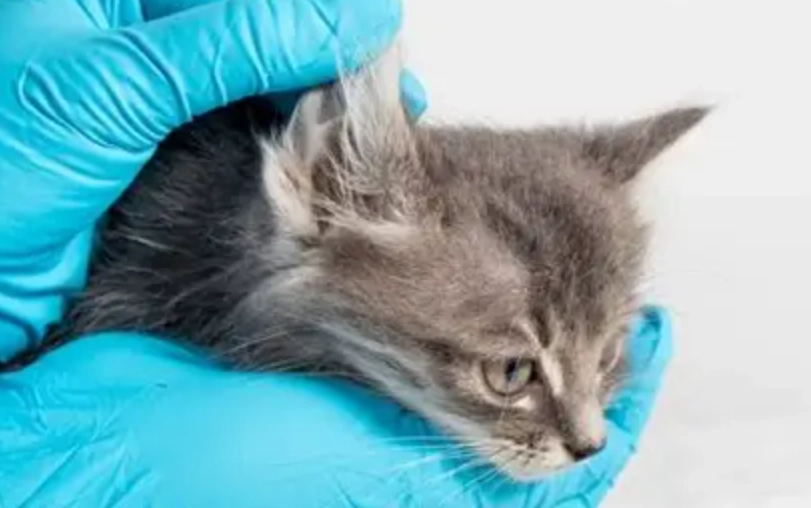 黴漿菌 貓 傳染