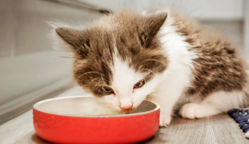 幼貓吃什麼