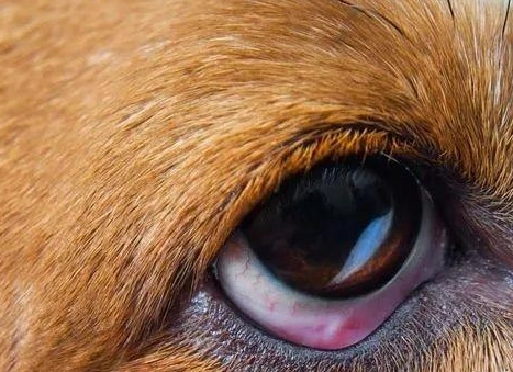 狗乾眼症凝膠使用