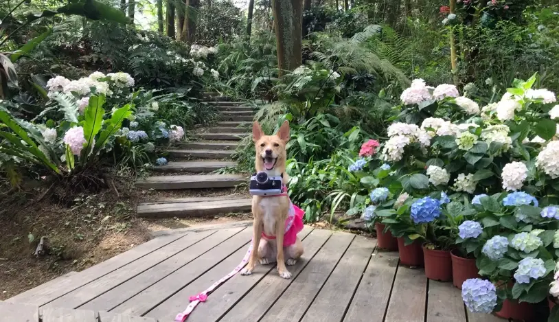 帶毛孩玩遍全台！台灣寵物旅遊景點、住宿與行前全攻略