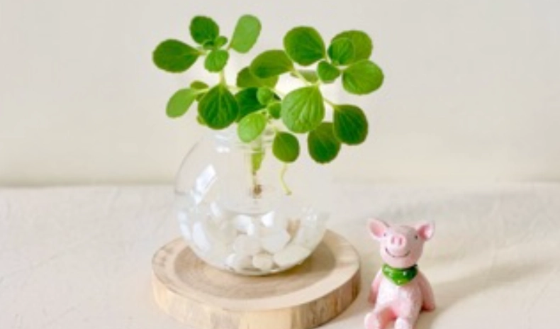 水耕 左手香 方法