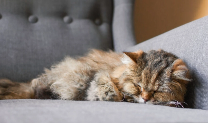 貓腎衰竭末期症狀