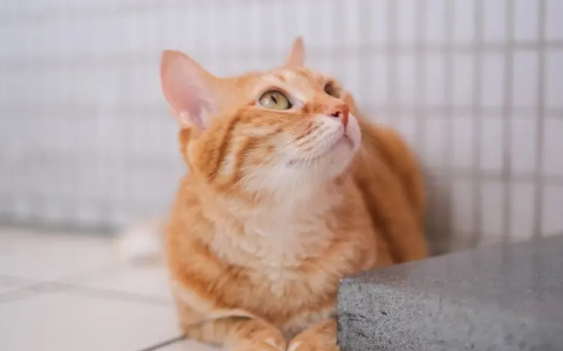 母貓個性 母貓個性