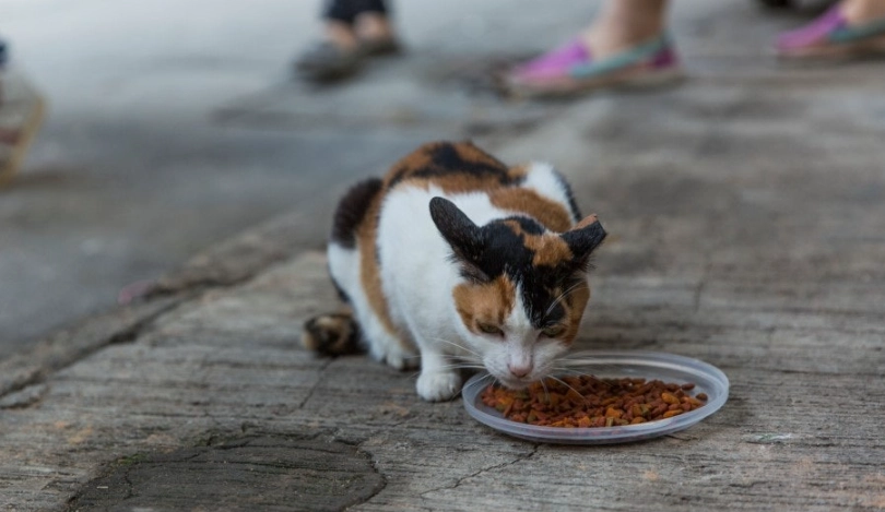 貓傳染病預防 貓傳染病預防