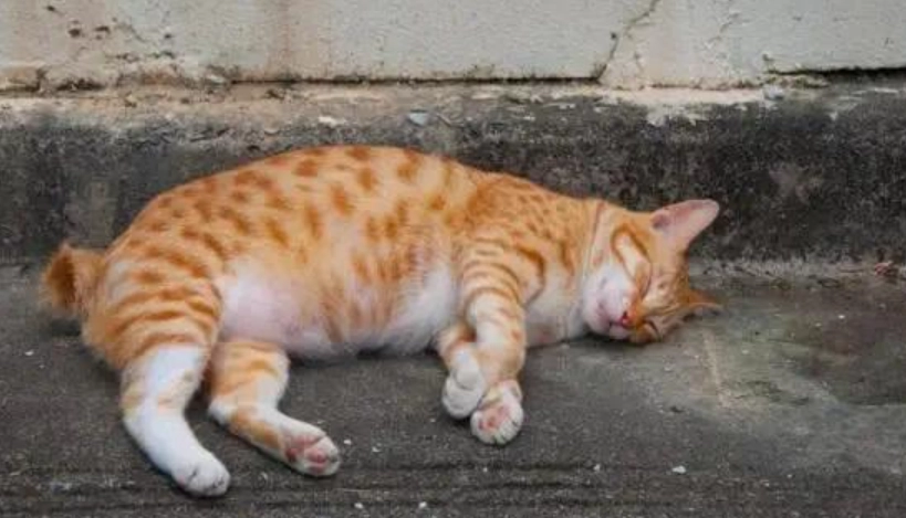 貓懷孕週期 貓懷孕週期