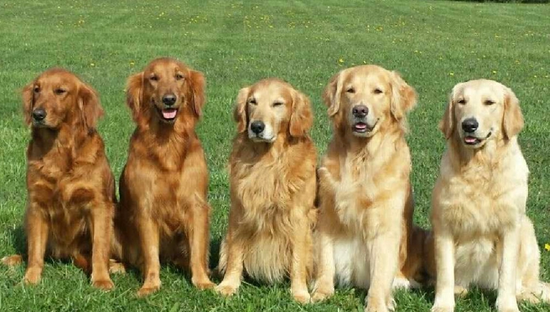 黃金獵犬品種完整指南：新手飼養必讀的優缺點與照顧秘訣