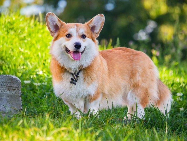 柯基犬缺點全解析：飼主必看的7大挑戰與應對指南