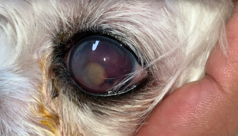 狗狗葡萄膜炎全指南：症狀、治療與日常照護關鍵