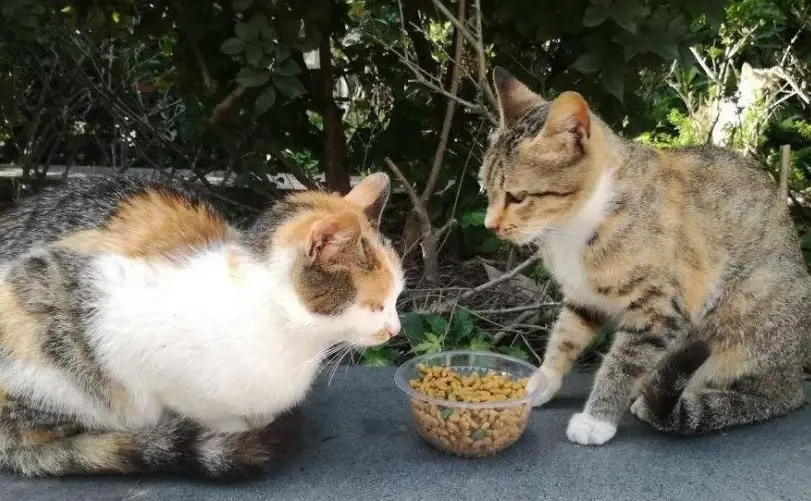 流浪貓傳染病預防與處理指南：保護家貓健康全攻略