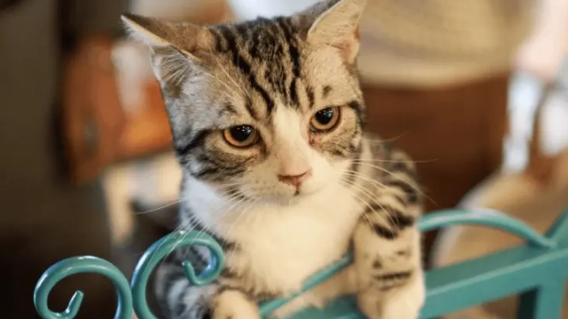 結紮優缺點 結紮優缺點