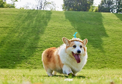 領養柯基注意事項