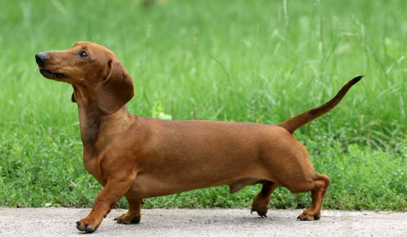 臘腸狗掉毛改善