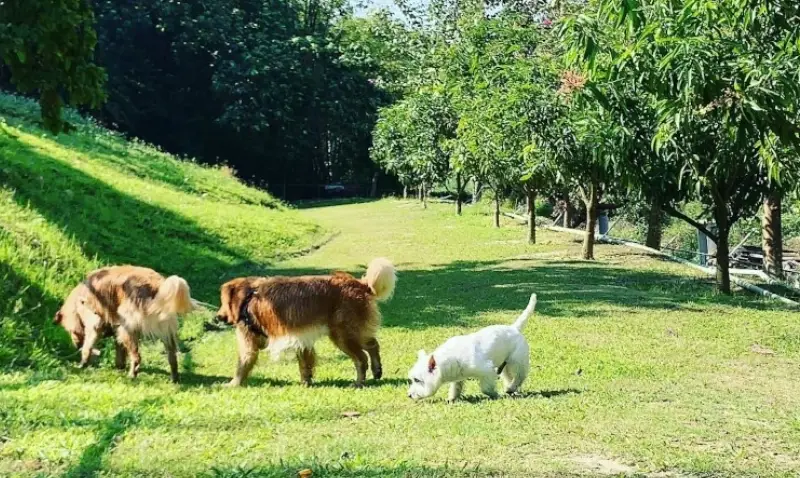 帶寵物旅遊 帶寵物旅遊