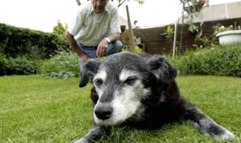 狗死前症狀 狗死前症狀