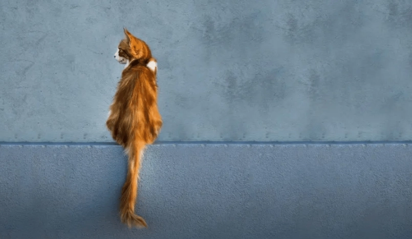 貓咪尾巴下垂搖擺代表什麼？解讀貓咪情緒的尾巴語言指南