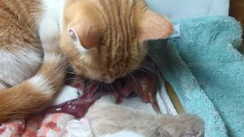 母貓生產死胎：原因、處理與預防完整指南