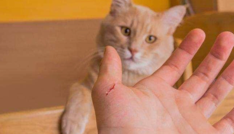 人貓共通傳染病 人貓共通傳染病