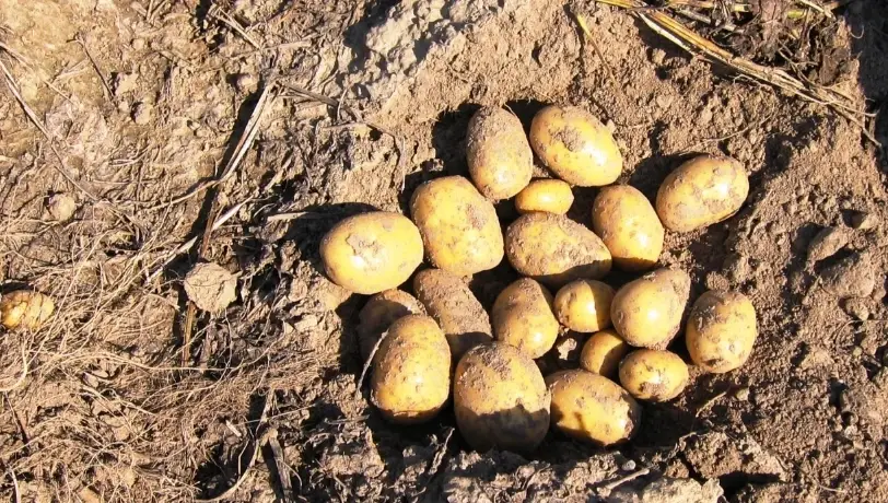 馬鈴薯不削皮料理全攻略：從挑選到烹飪的專家技巧