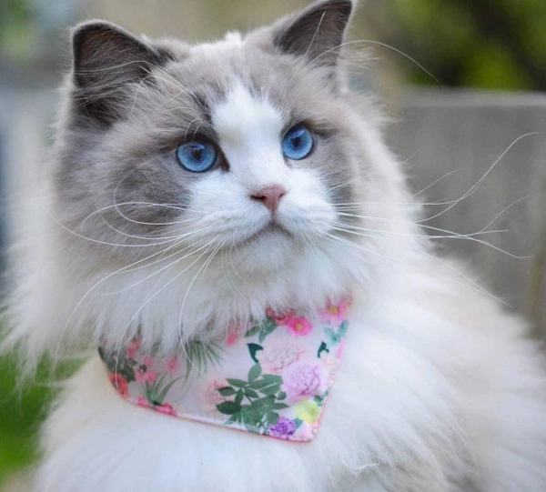 黏人貓品種排行