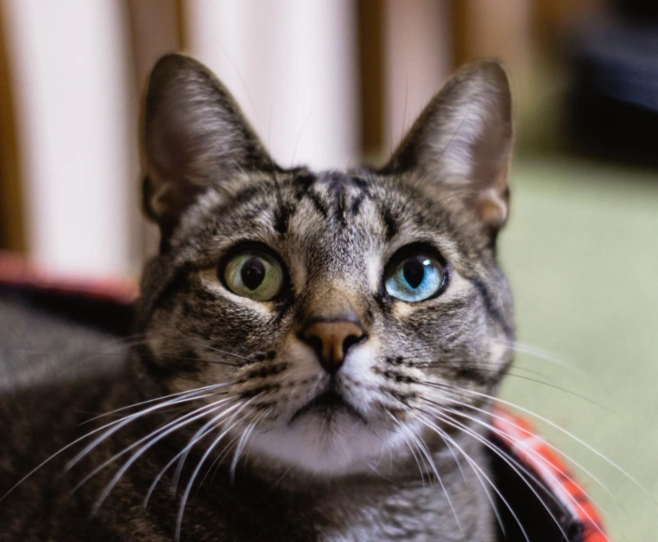 貓顏色色盲全解析：貓咪眼中的世界與飼主必知指南