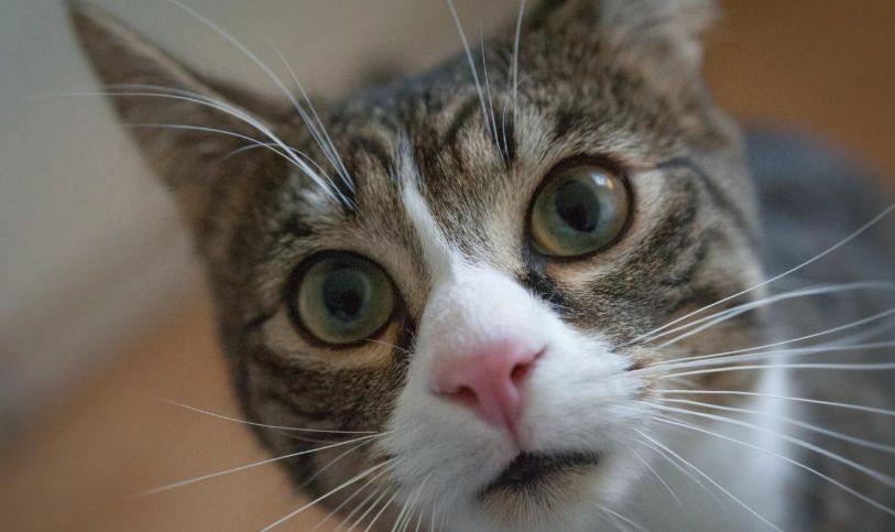 新手養貓品種推薦：5種友善好照顧的貓咪入門指南