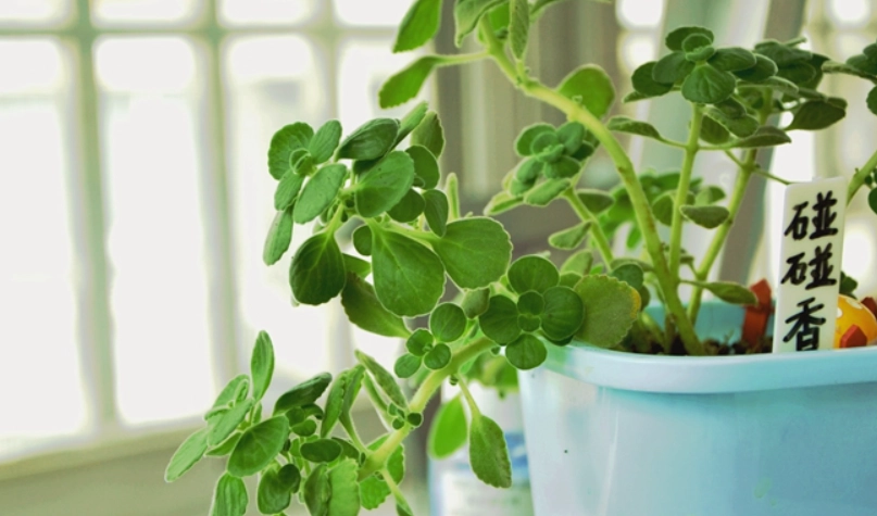 碰碰香種植 碰碰香種植