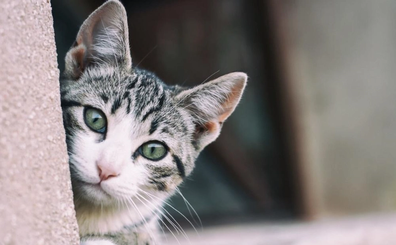 人貓共通傳染病 人貓共通傳染病