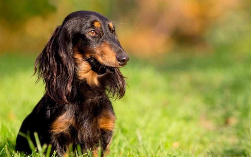 臘腸狗掉毛改善