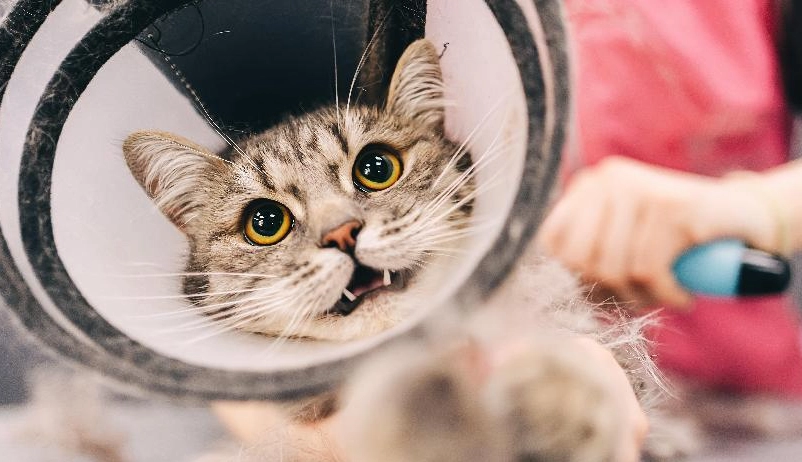 貓咪結紮後照顧 貓咪結紮後照顧