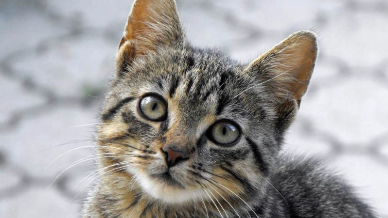 公貓結紮優缺點全解析：獸醫十年經驗，飼主必讀指南