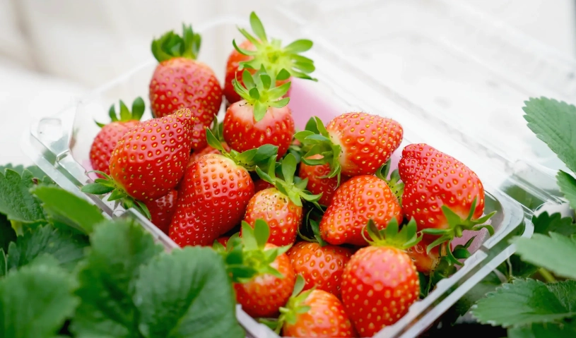 內湖草莓園推薦