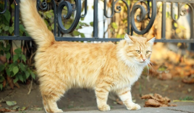 貓懷孕週期 貓懷孕週期