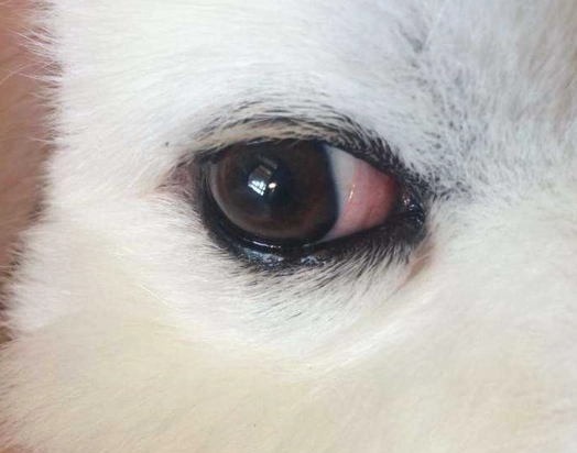 狗狗結膜炎