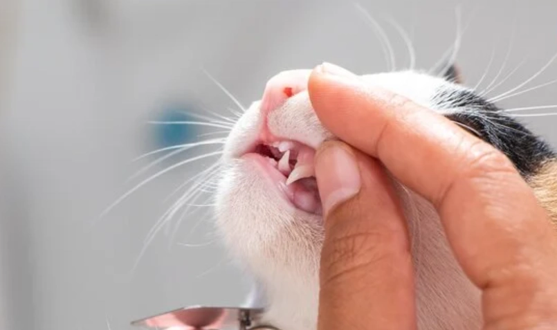 老貓牙結石清潔