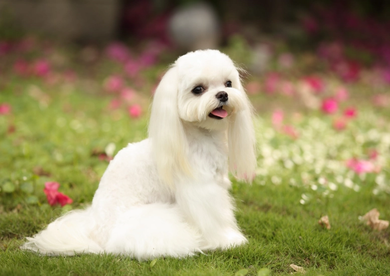 馬爾濟斯犬缺點 馬爾濟斯犬缺點