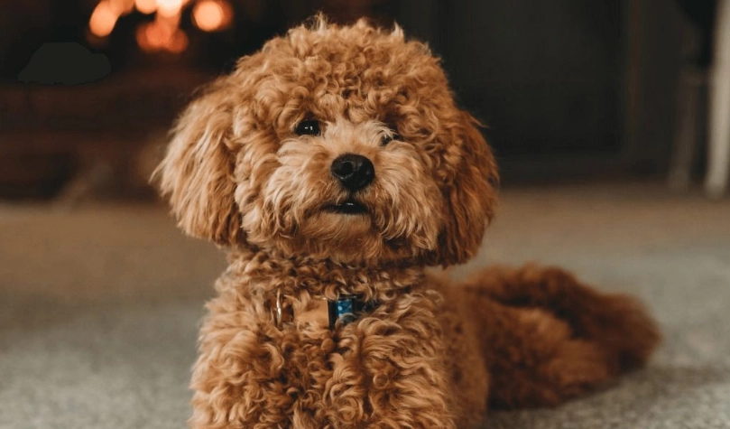 貴賓狗可以吃香蕉嗎？獸醫與資深飼主的完整指南