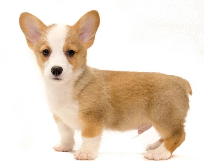 柯基品種完整解析：從類型、性格到飼養秘訣全指南