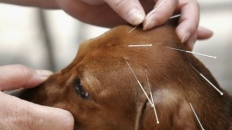 寵物針灸