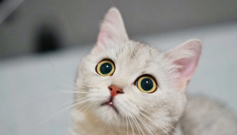 貓咪疫苗前禁食