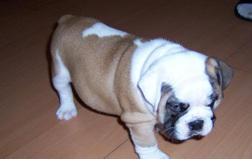 英國鬥牛犬優缺點